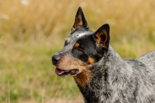 Le père : Ridgey Didge Opal Blue