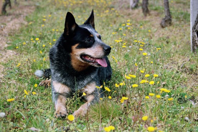 Le père : Ch. Ridgey Didge Blue Dog de la Vallée des Hibiscus, alias Aussie