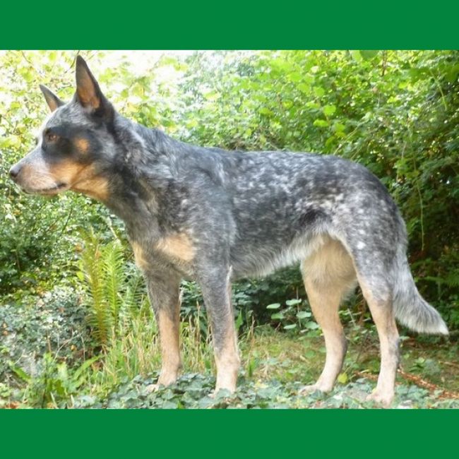Le père : Ridgey Didge Grey Blue Light