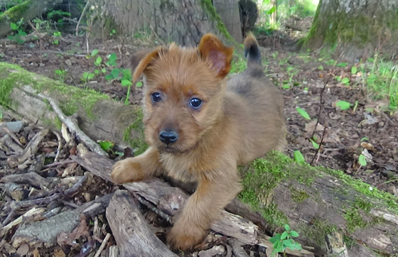 Chiots terriers australiens à réserver