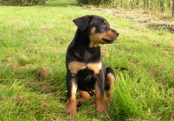 Chiots working kelpie à réserver pour 2022