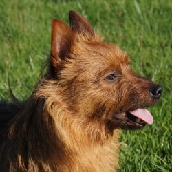Terrier australien Mongrel's Quilpie