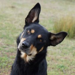 Working kelpie Shepherds(ND) Clyde II