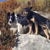 RIDGEY DIDGE PASTIS - working kelpie - 6 ans, avec un ami 