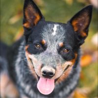 RIDGEY DIDGE ULTIMATE BANZAI BLUE - bouvier australien - 2 ans 