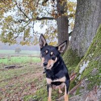 RIDGEY DIDGE VITA VIE - working kelpie - 2 ans 