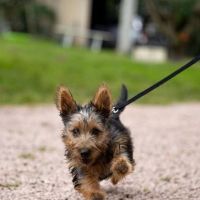 RIDGEY DIDGE VALHALLA - Terrier Australien - 2 ans 